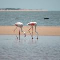 Mozambique photo